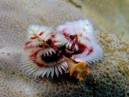 Image of Christmas tree worm