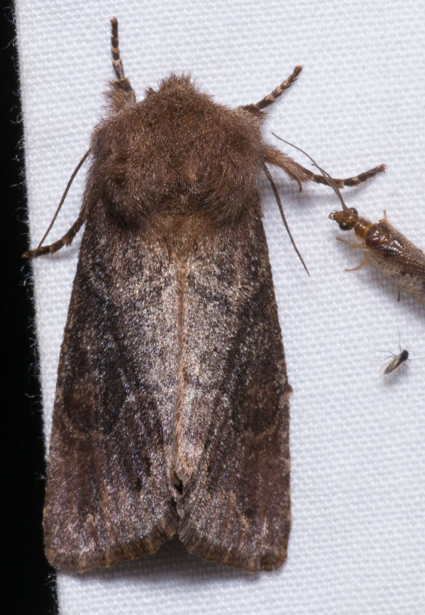 Image of Orthosia garmani Grote 1879