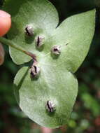 Plancia ëd Urocystis syncocca (L. A. Kirchn.) B. Lindeb. 1959