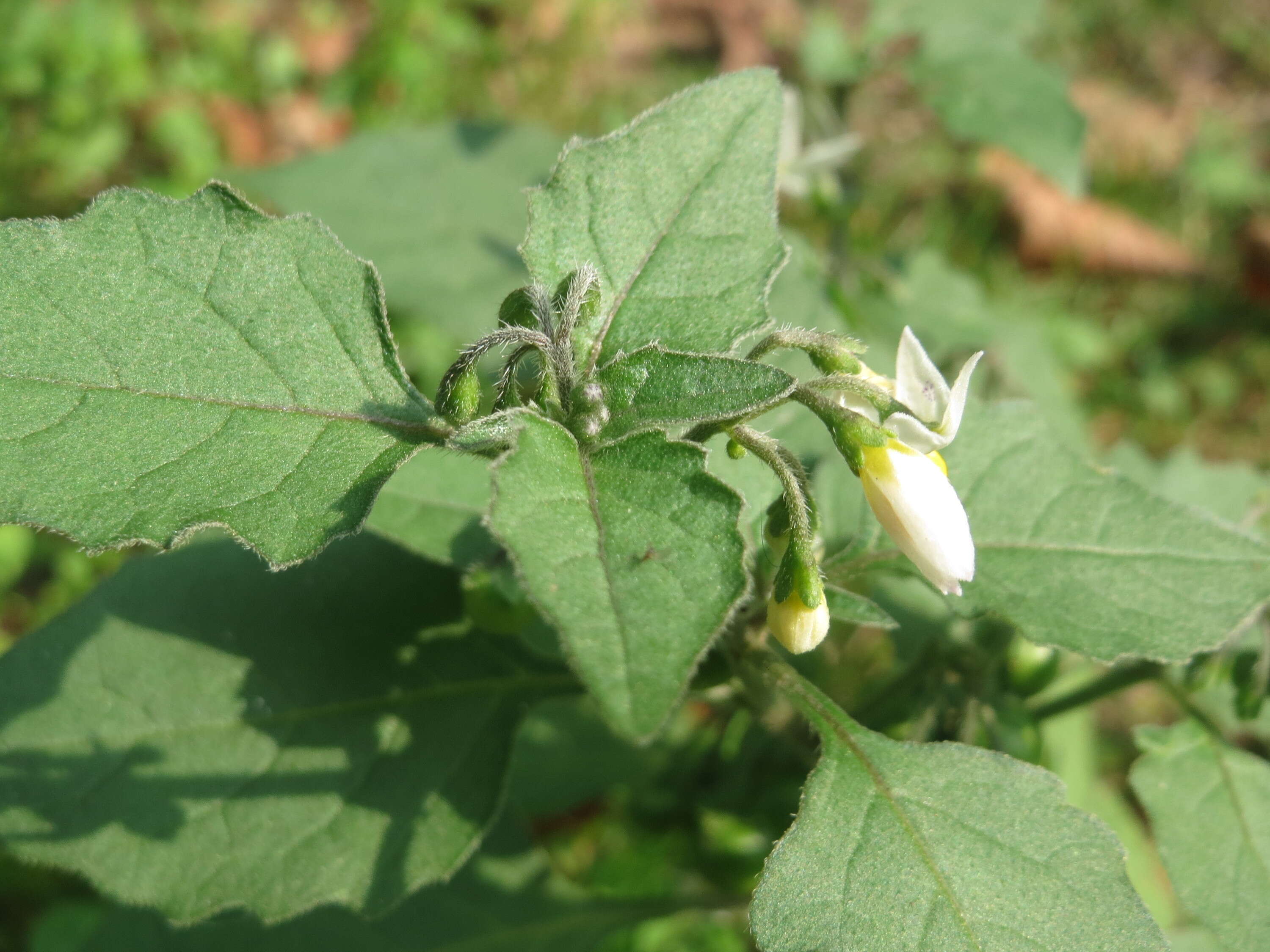 Image of European Black Nightshade