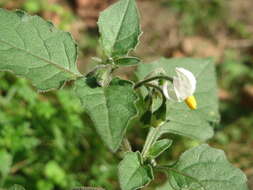 Plancia ëd Solanum nigrum L.