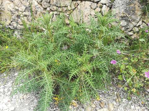 Image of Echinops spinosissimus subsp. neumayeri (Vis.) Kozuharov