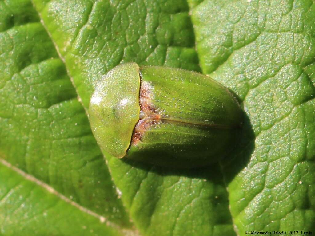 Image of thistle tortoise beetle