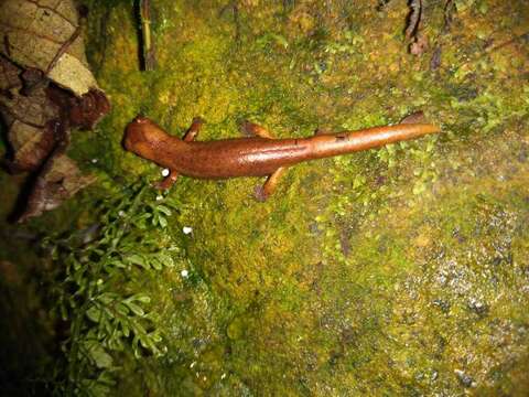 Image of Peter's Climbing Salamander