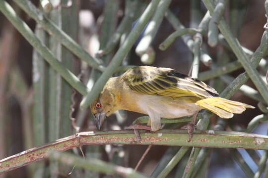 Image of Speke's Weaver