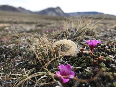 Image of Arctic Wooly-Bear Caterpillar