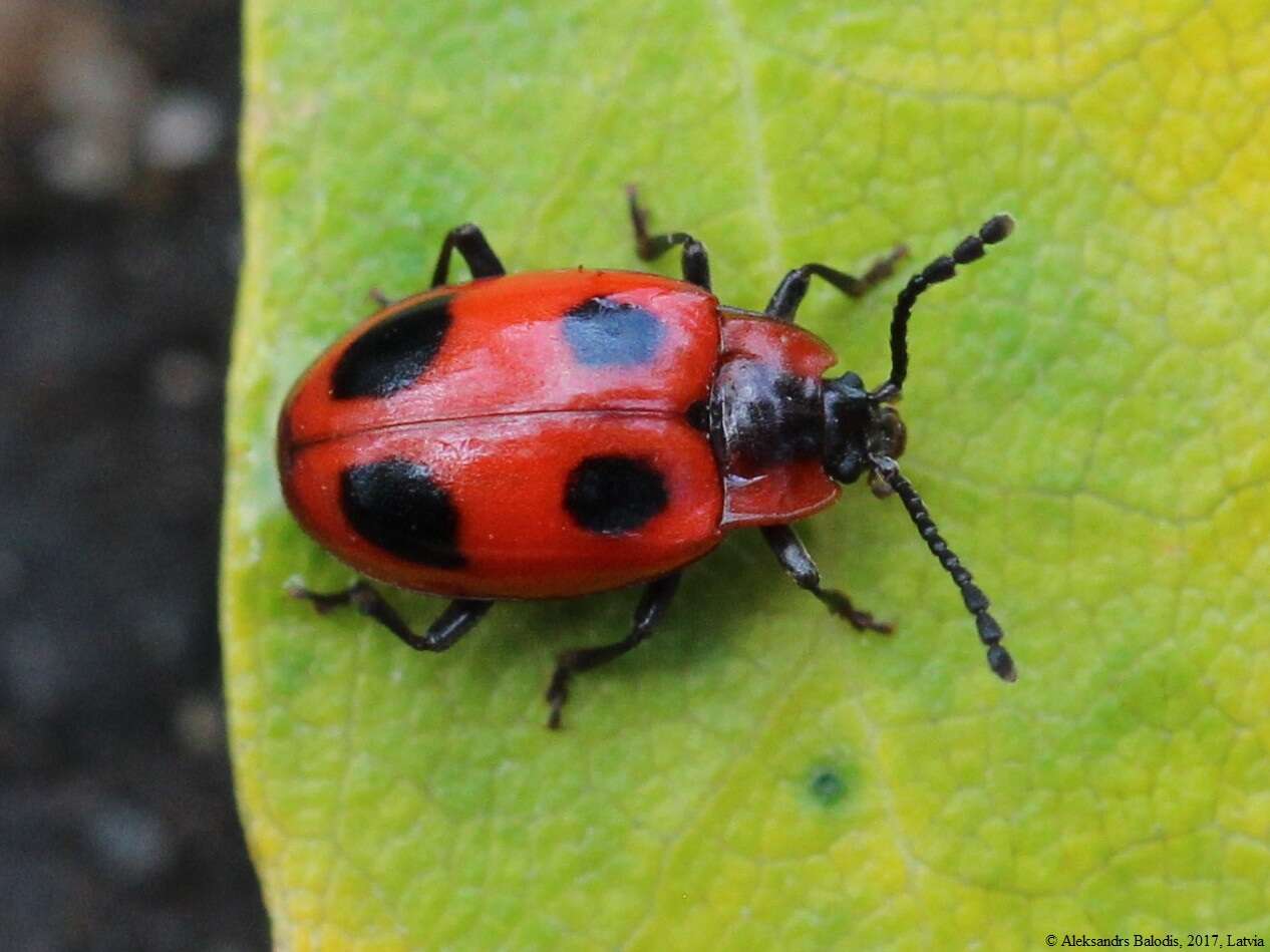 Image of False Ladybird