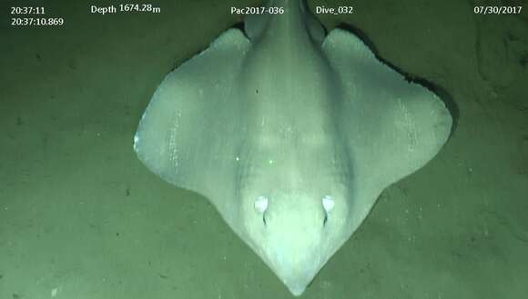 Image of Pacific white skate