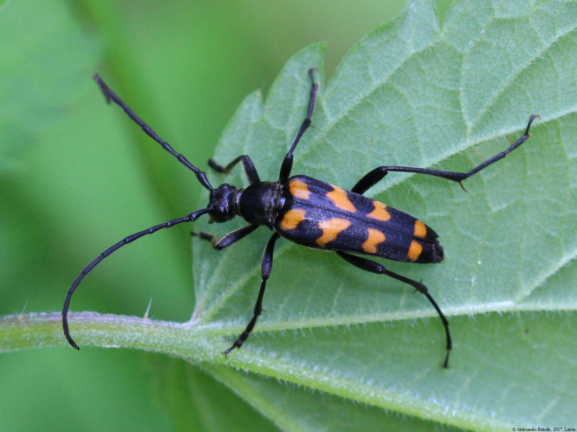 Image of Leptura quadrifasciata Linné 1758