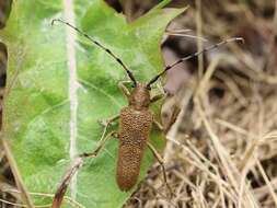 Image of Poplar Long-Horned Beetle