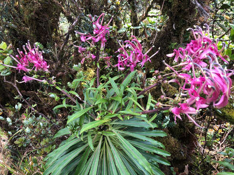 Image of Wai'anae Mountains False Lobelia