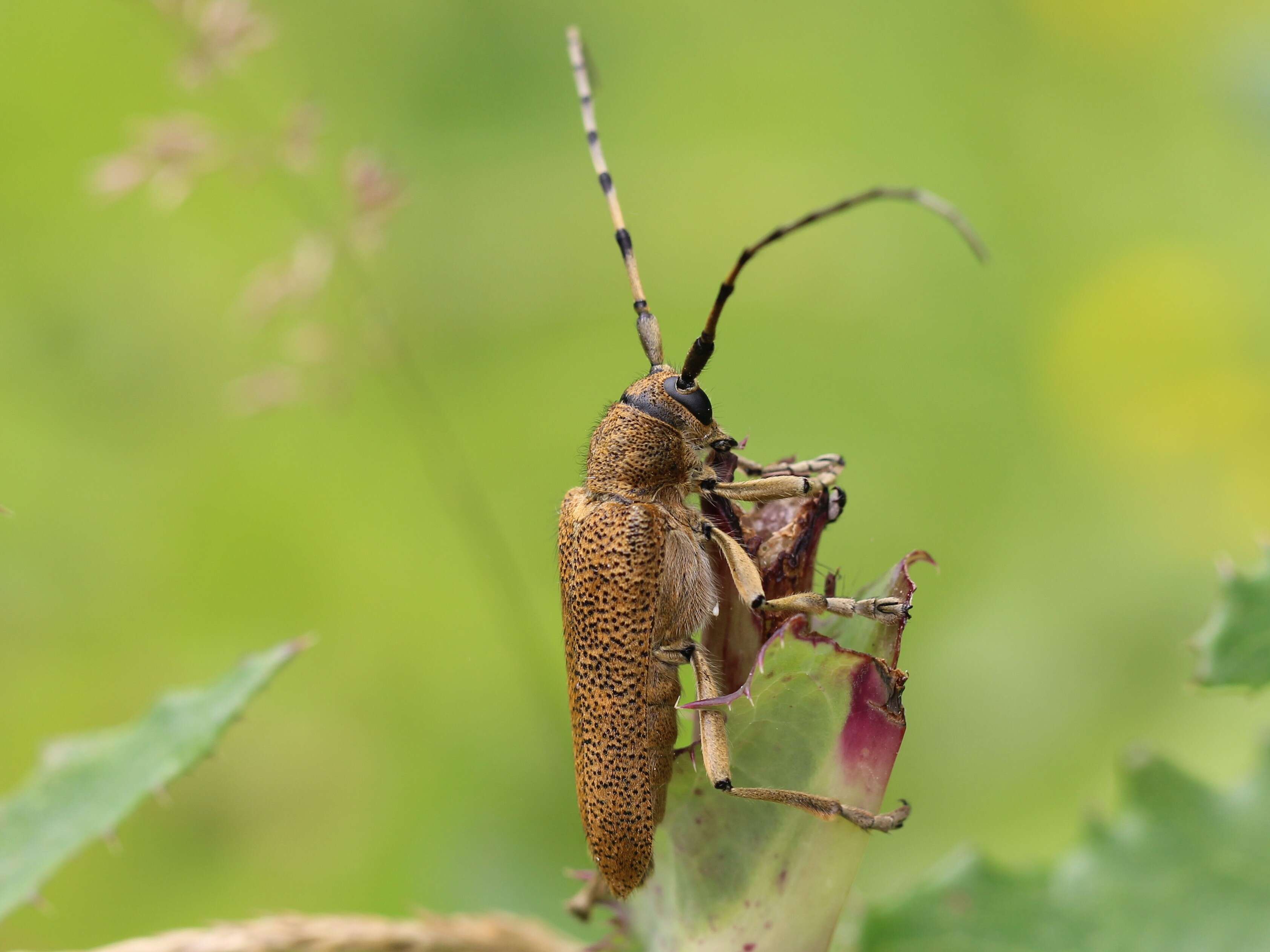 Image of Poplar Long-Horned Beetle