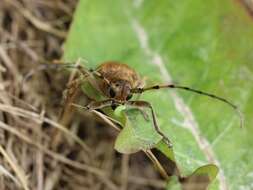 Image of Poplar Long-Horned Beetle