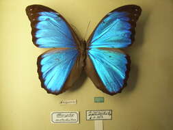 Imagem de Morpho menelaus Linnaeus 1758