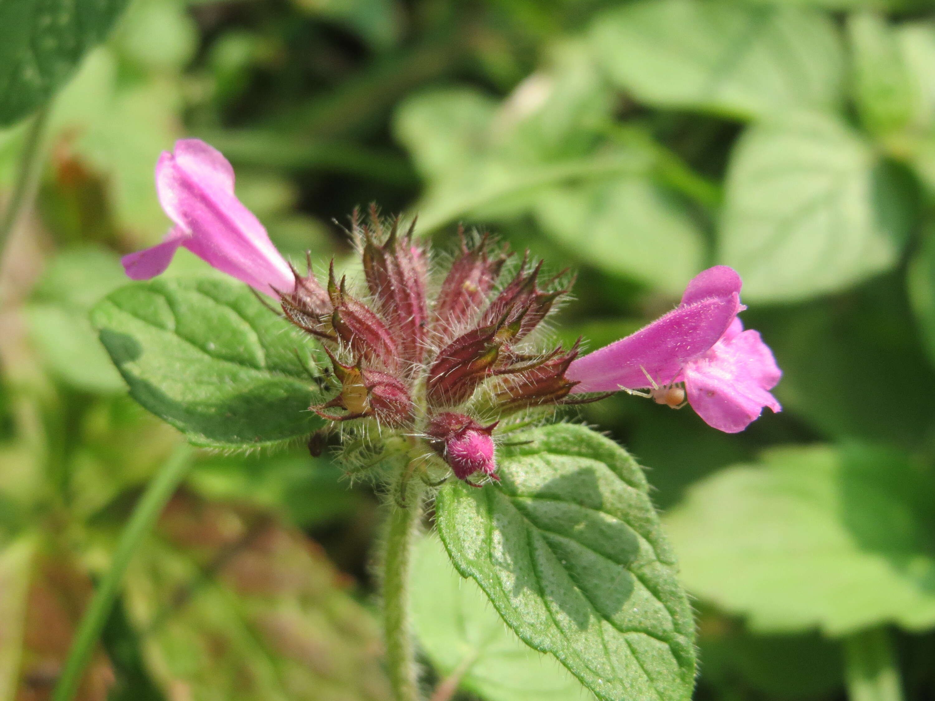 Image of wild basil