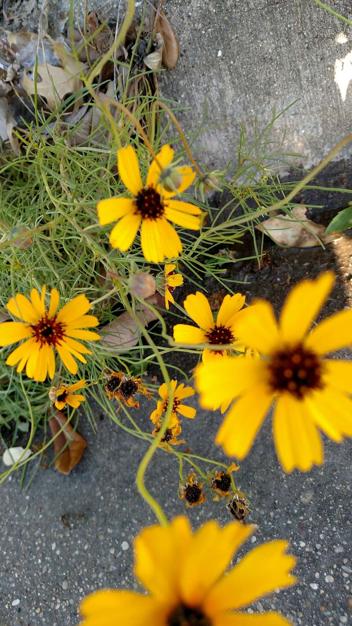 Imagem de Thelesperma filifolium (Hook.) A. Gray