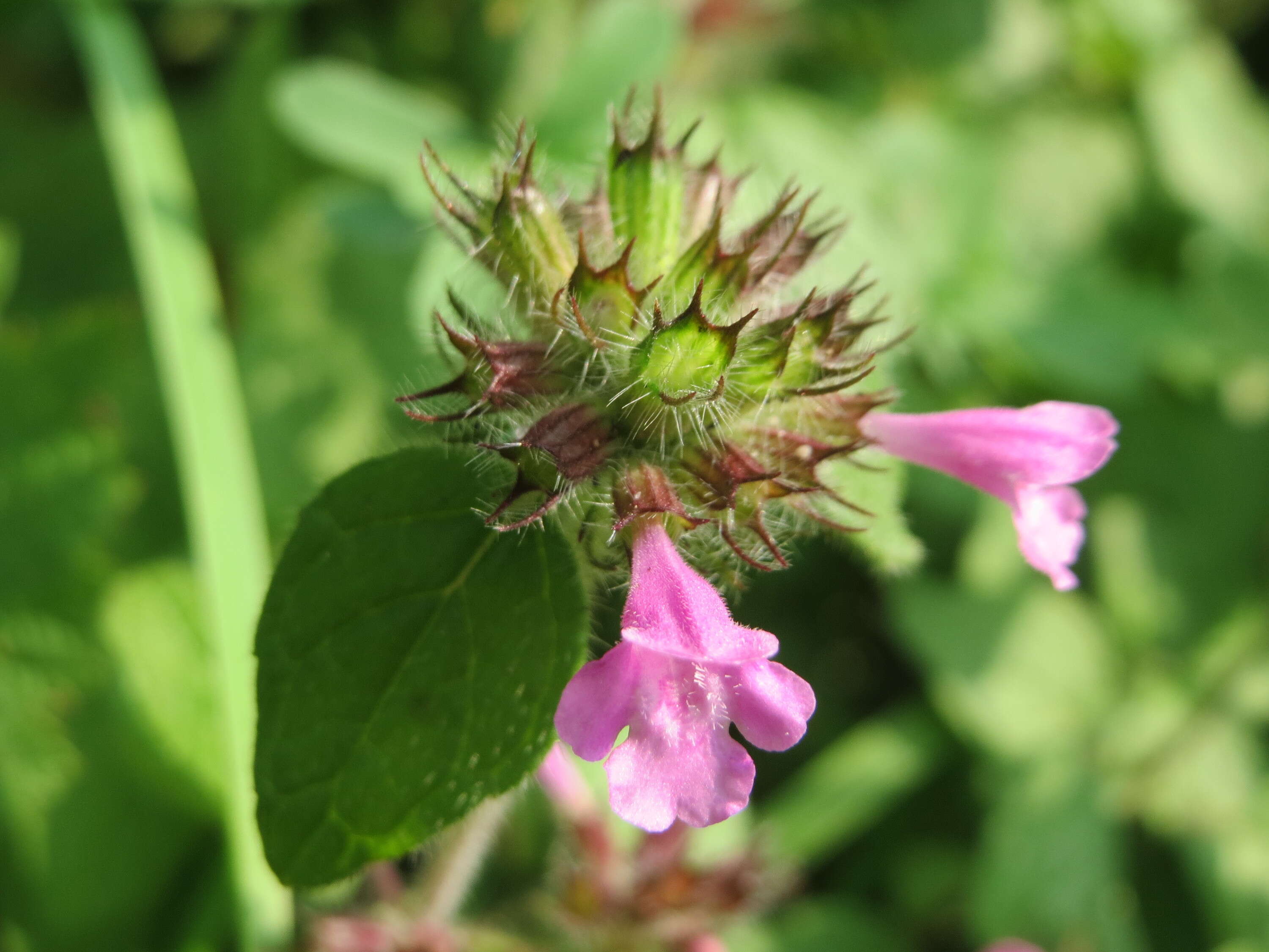 Image of wild basil