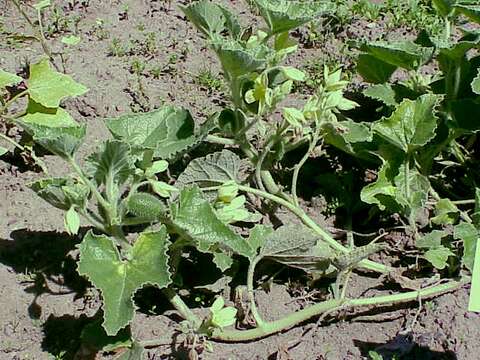 Image of squirting cucumber