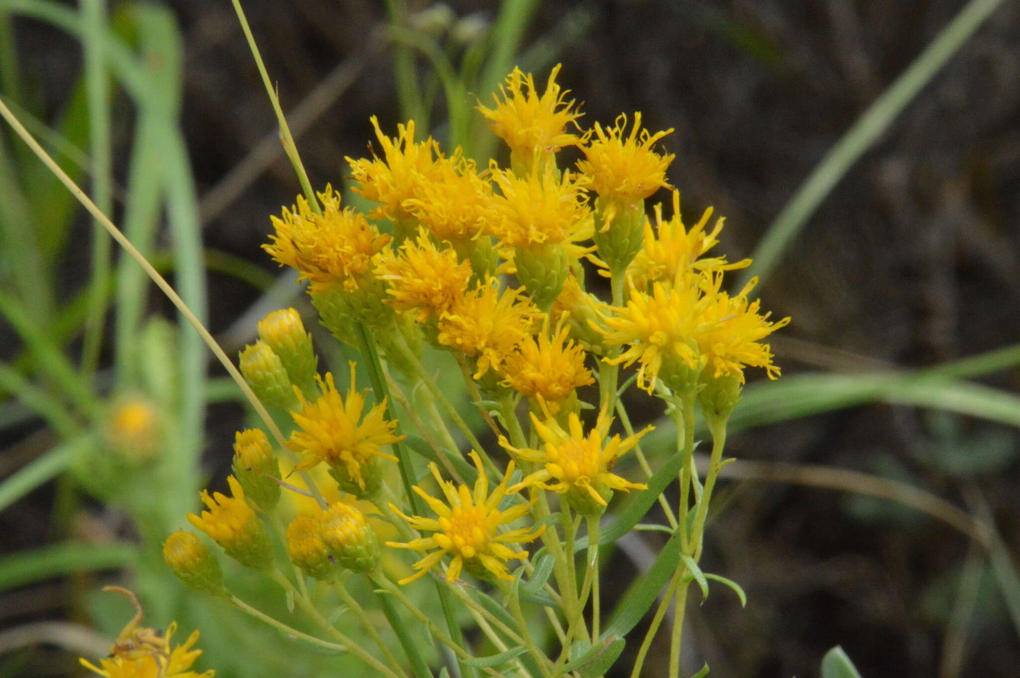 Image of Drummond's goldenbush