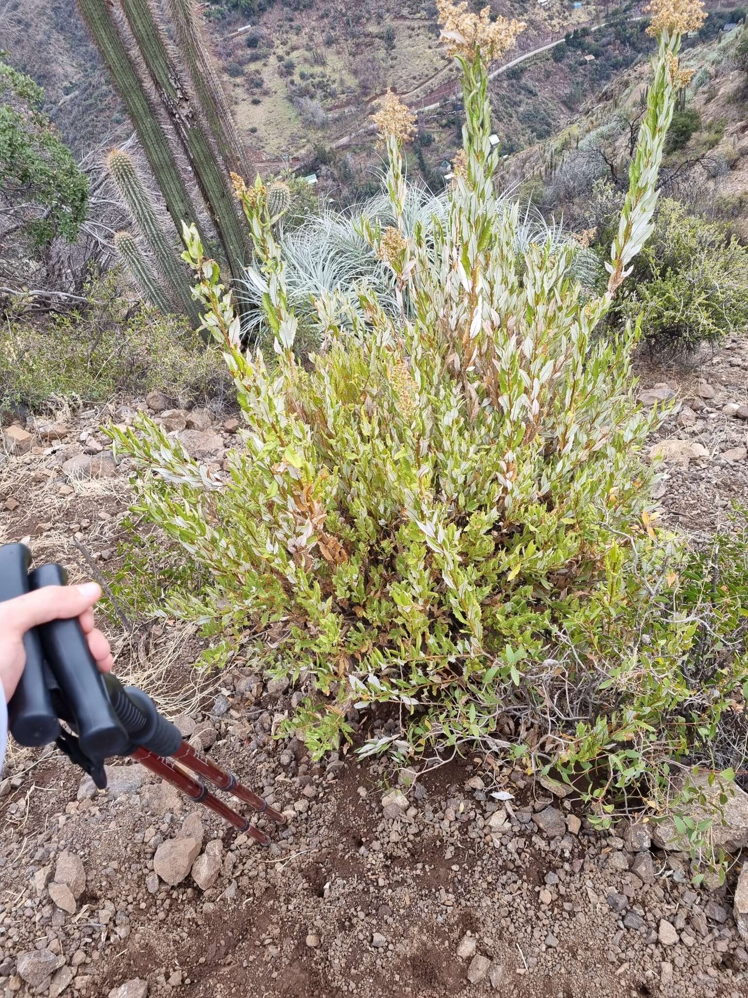 Imagem de Spinoliva ilicifolia (Hook. & Arn.) G. Sancho