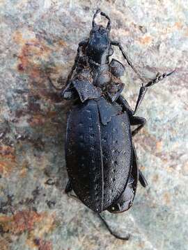 Image of Carabus (Orinocarabus) sylvestris transylvanicus Dejean 1826