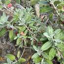 Image of Teucrium heterophyllum subsp. brevipilosum Gaisberg