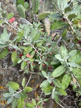 Imagem de Teucrium heterophyllum subsp. brevipilosum Gaisberg