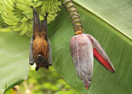 Image of Indian Flying Fox