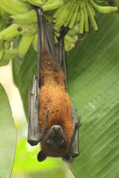 Image of Indian Flying Fox