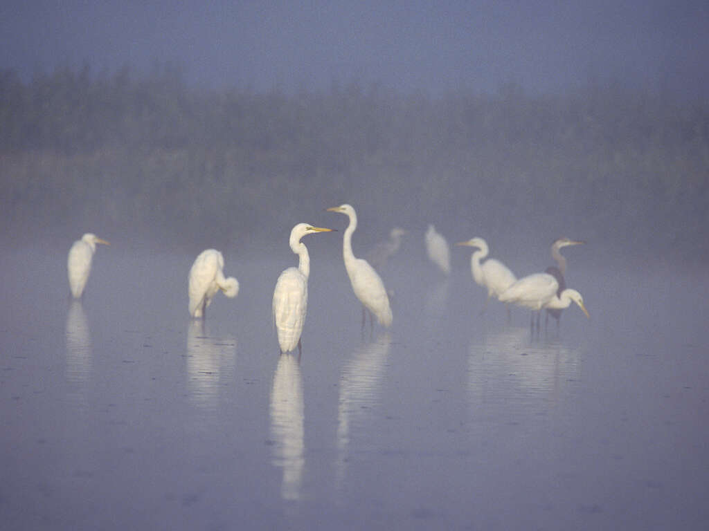 Image of Great Egret