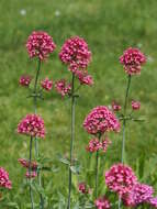 Image of Red Valerian