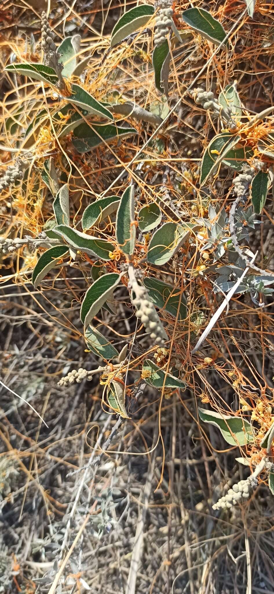 Image of Cuscuta stenolepis Engelm.