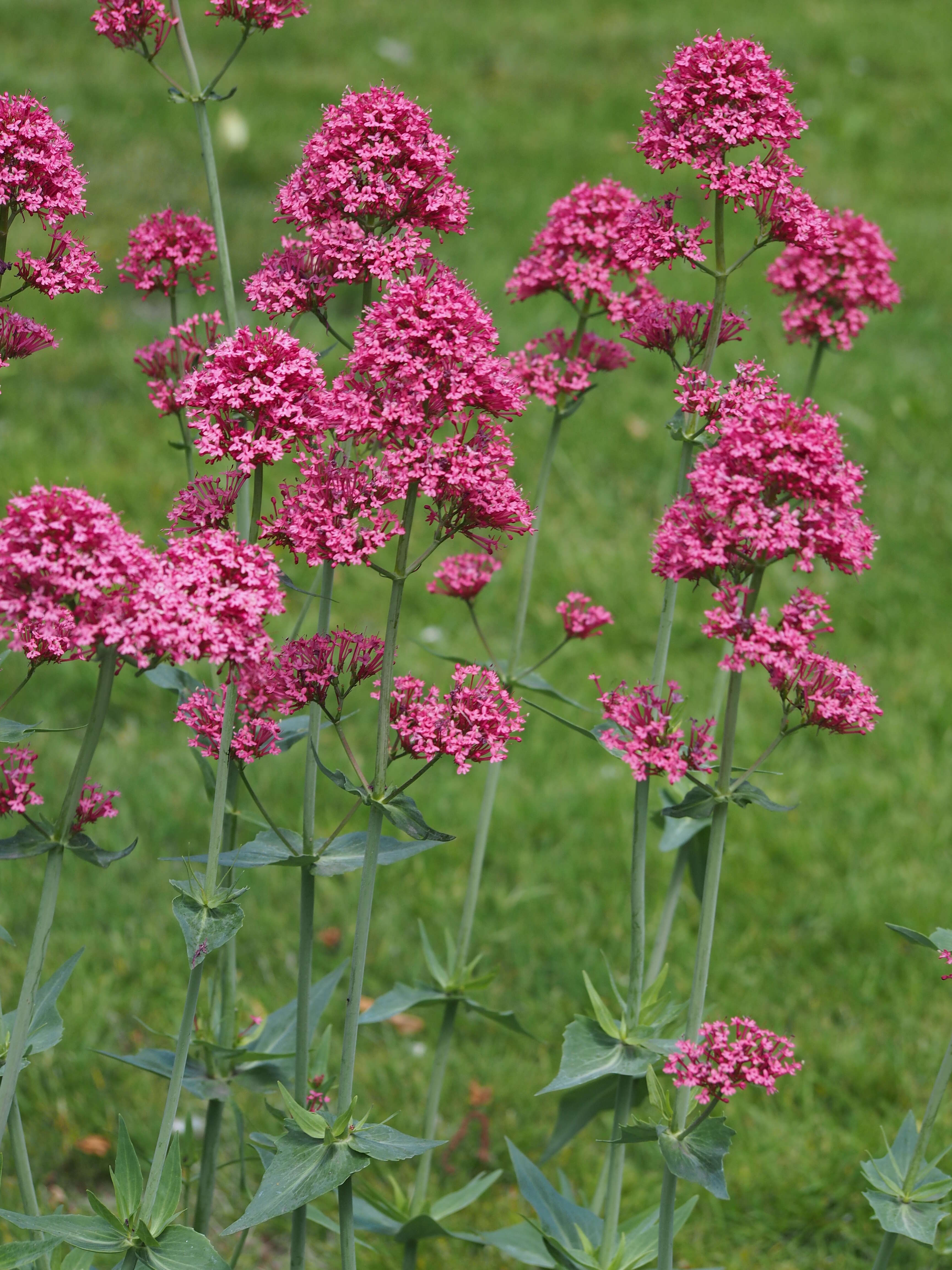 Image of Red Valerian