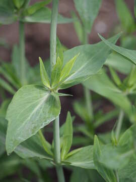 Image of Red Valerian