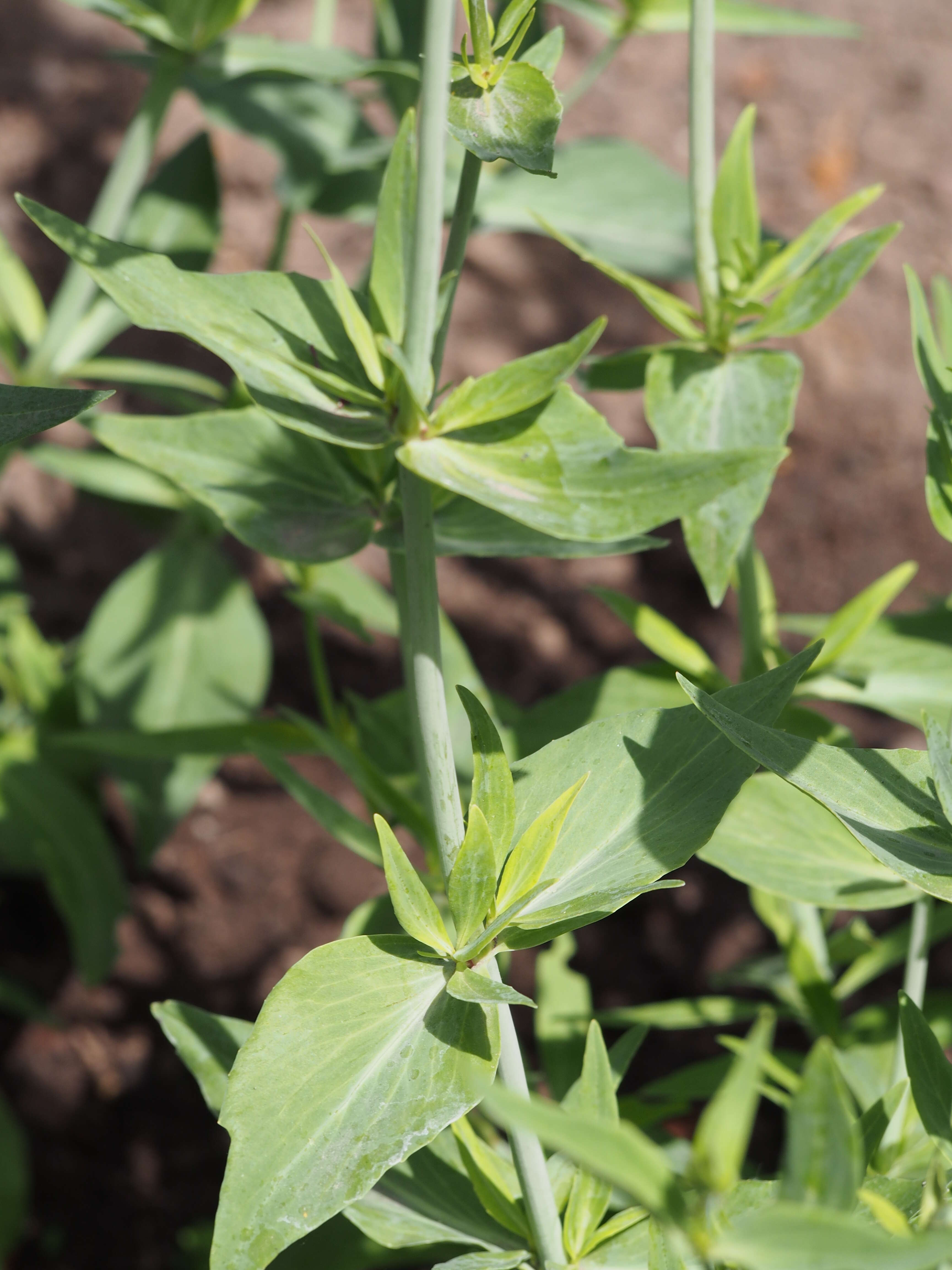 Image of Red Valerian