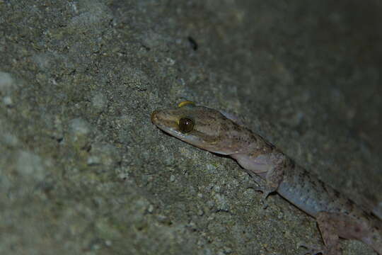 Image of Cyrtodactylus petani Riyanto, Grismer & Wood 2015