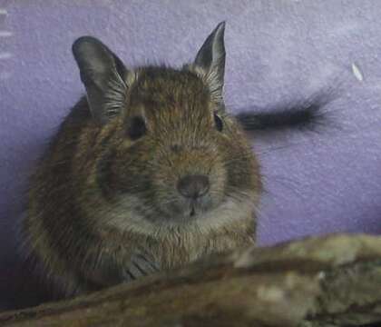 Image of degu