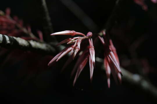 Image of Agapetes lobbii C. B. Cl.