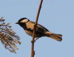 Imagem de Parus cinereus Vieillot 1818