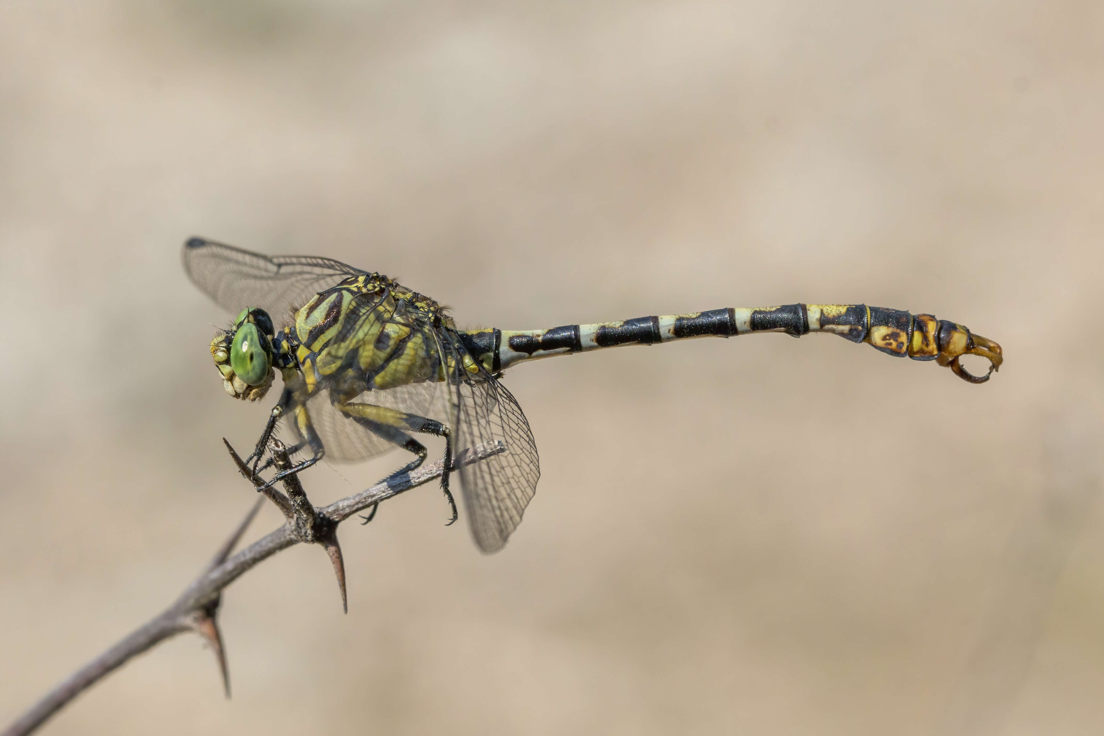 Image of Green-eyed Hooktail