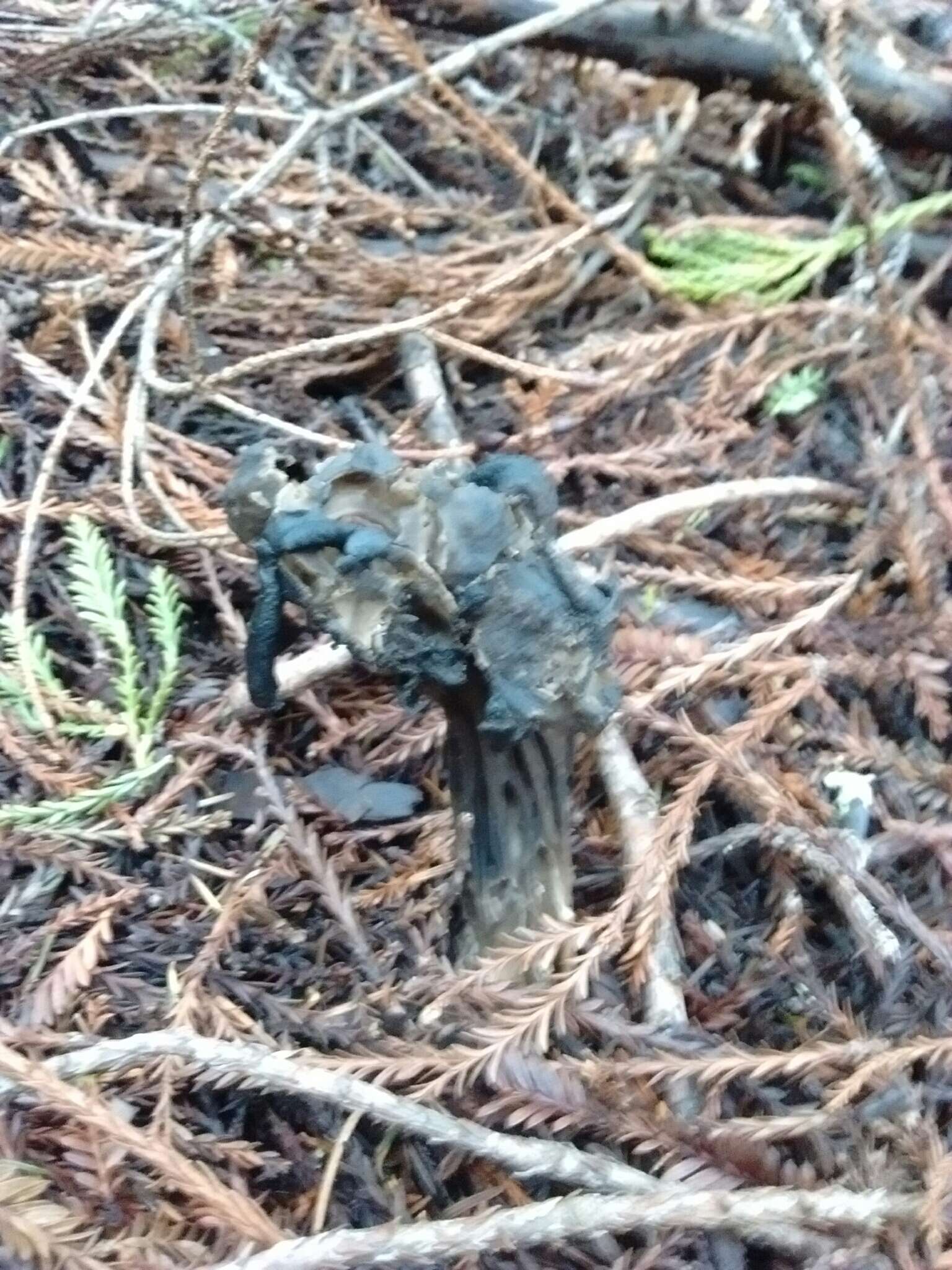 Image of Helvella vespertina N. H. Nguyen & Vellinga 2013