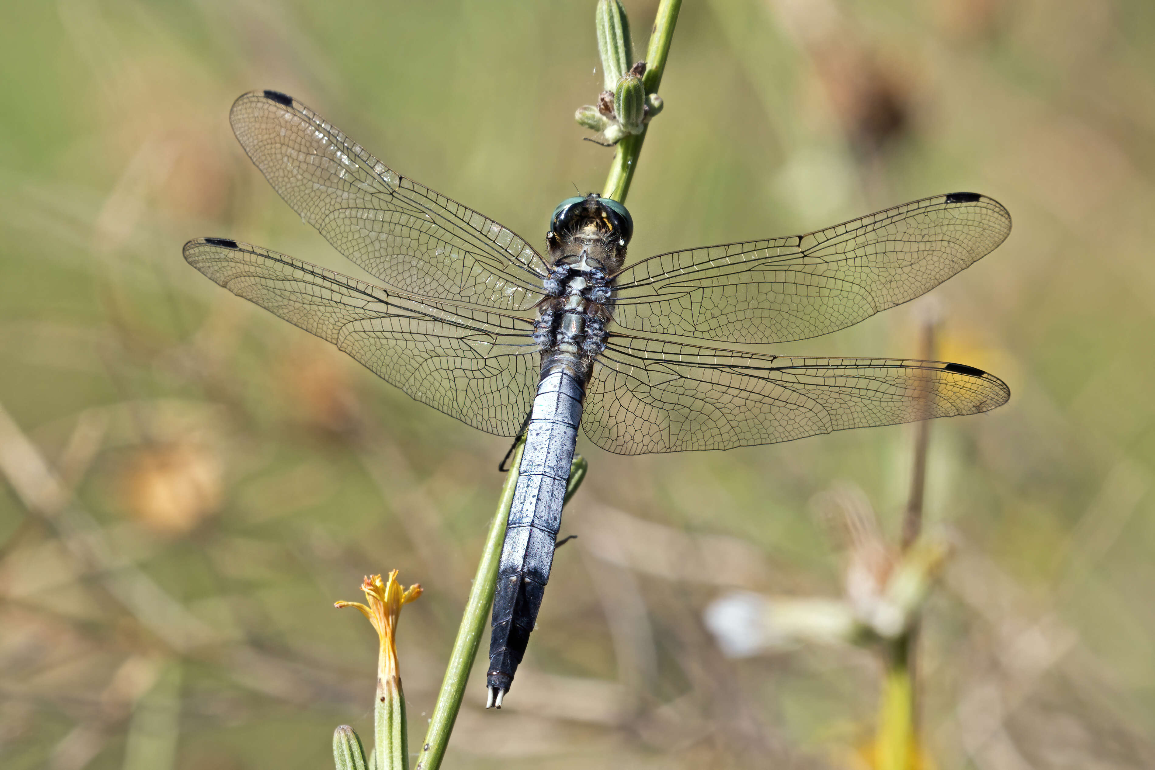 Sivun Orthetrum albistylum (Selys 1848) kuva