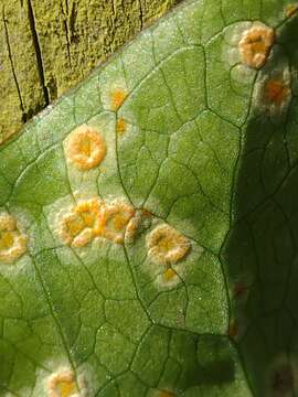 Imagem de Puccinia sessilis J. Schröt. 1870