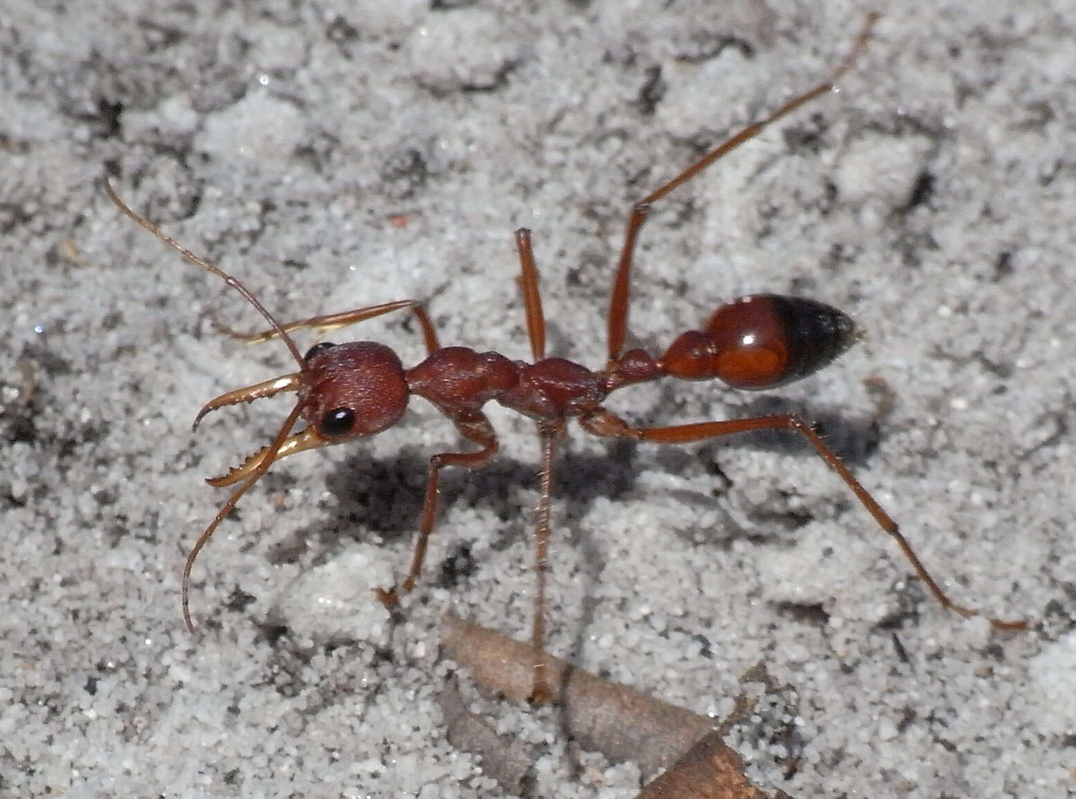 Image of Myrmecia gulosa (Fabricius 1775)