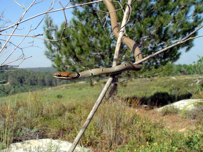 Image of Dahl's Whip Snake