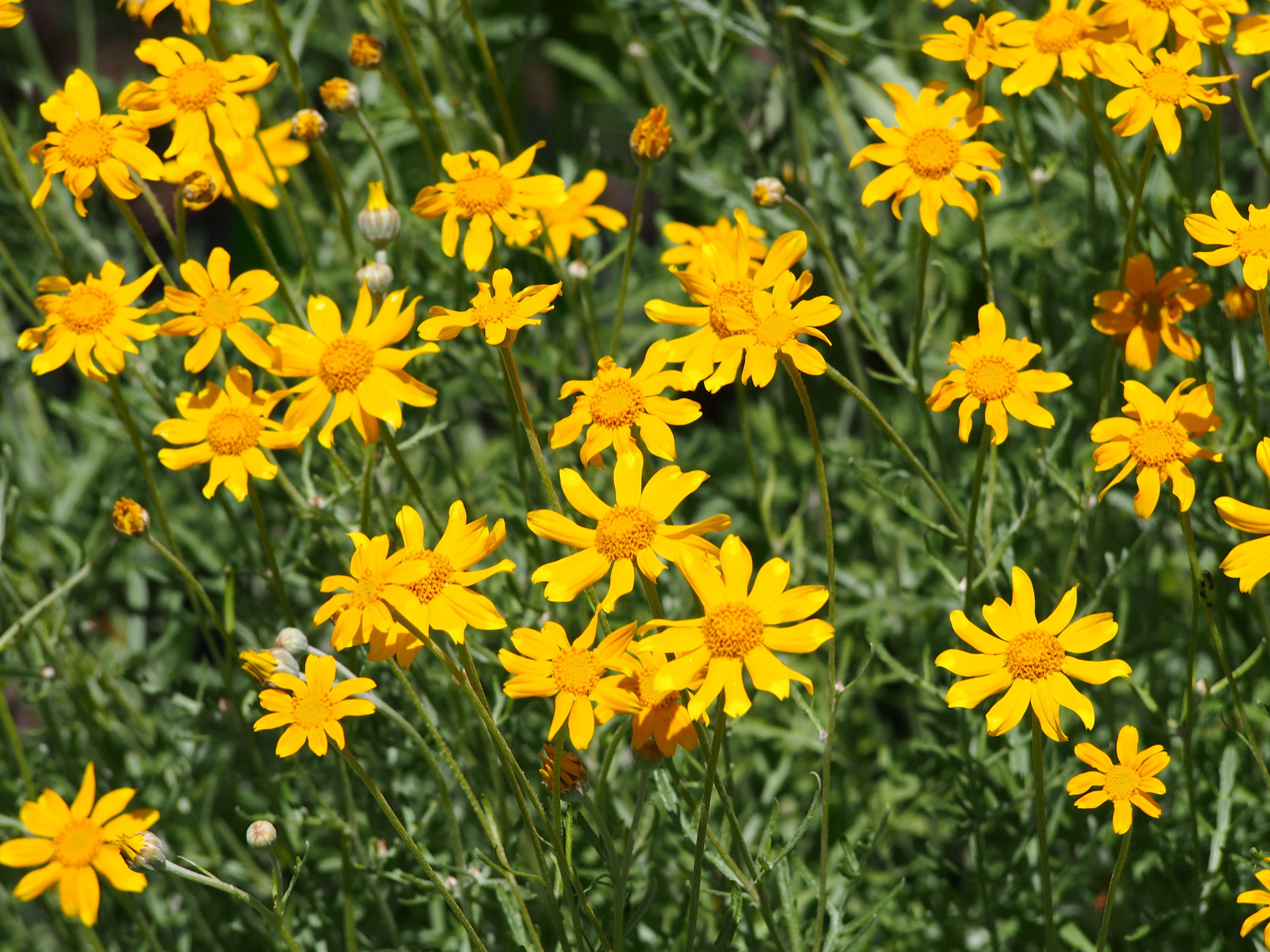 Image of Common Woolly Sunflower