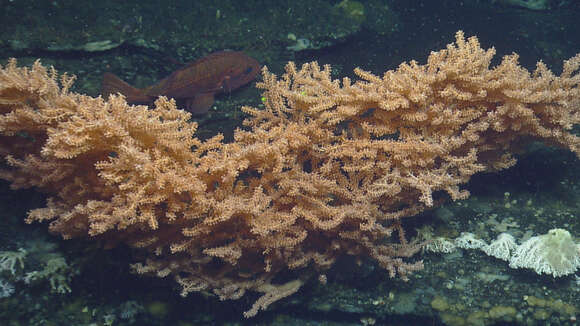 Image of Pacific red tree coral