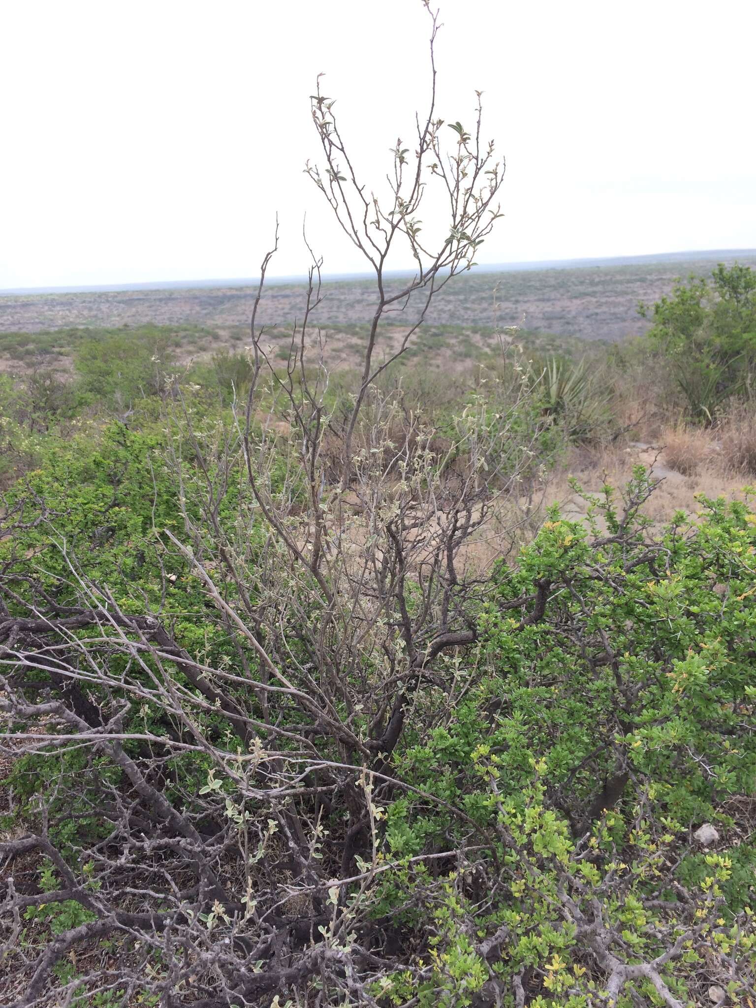 Image of Torrey's croton