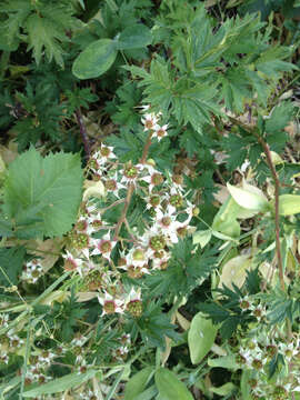 Image of cut-leaved bramble