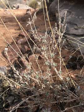 Image de Artemisia bigelovii A. Gray